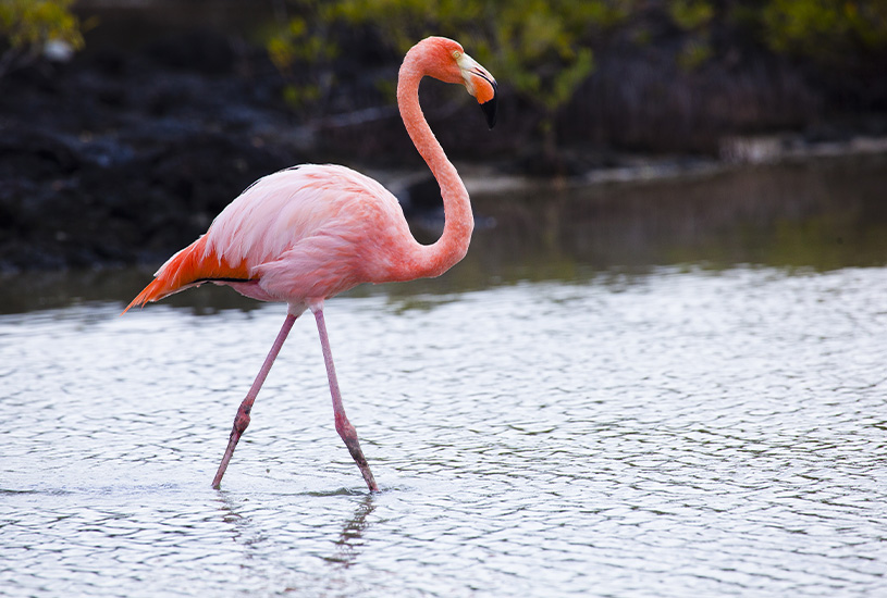 Flamingo, Galapagos Islands